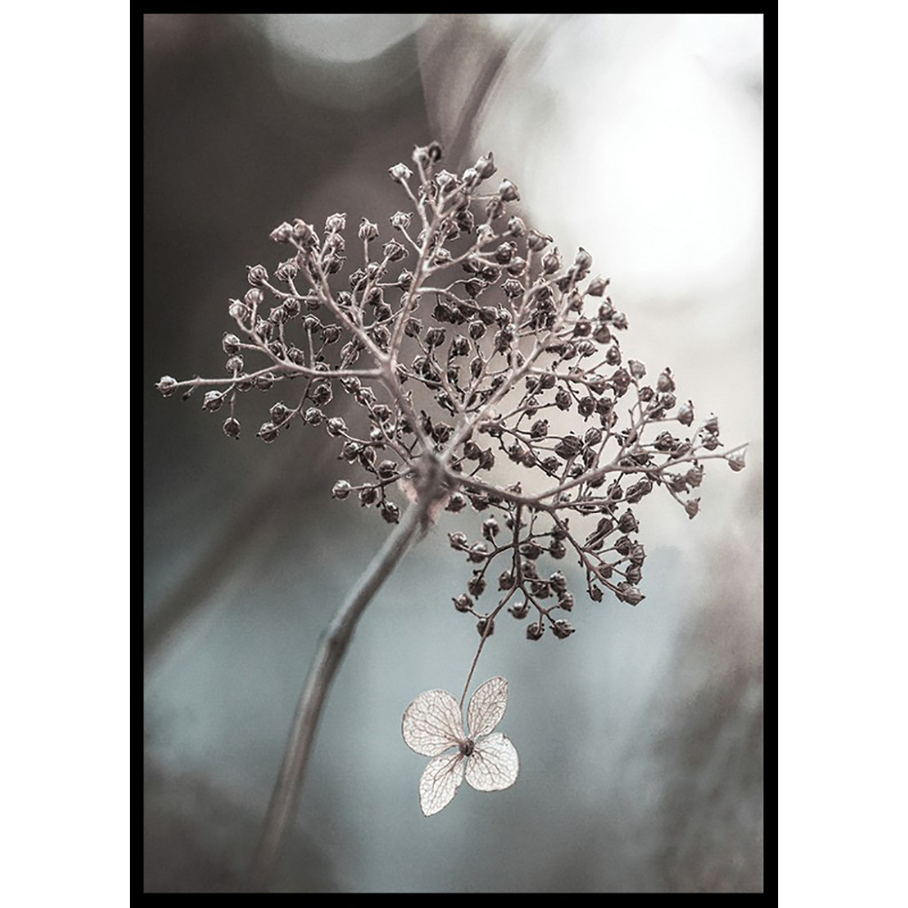 Poster Gallerix One Blossom