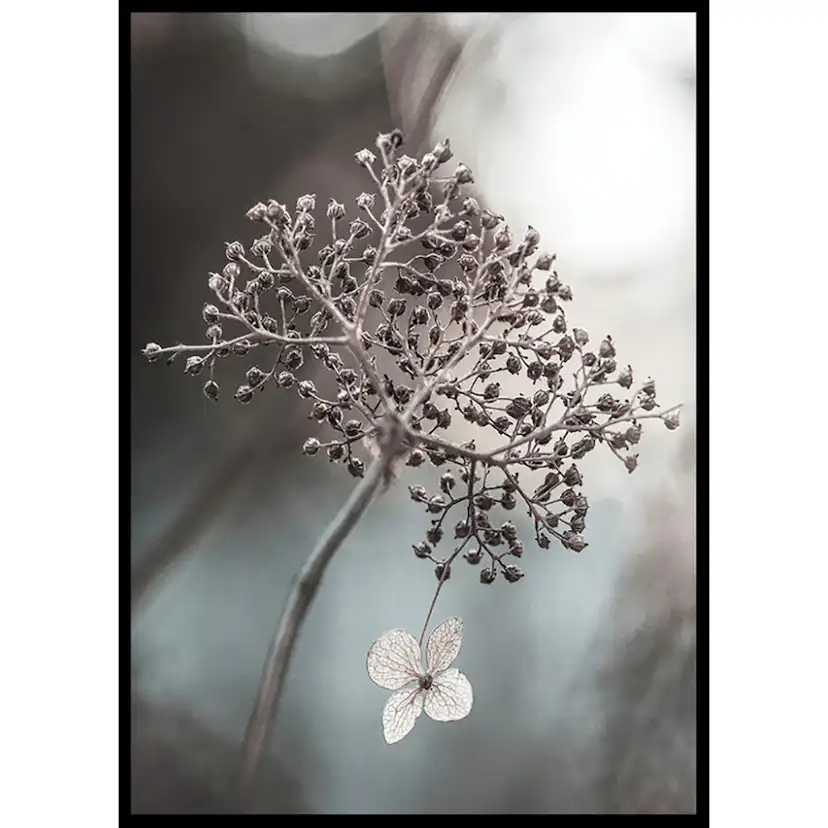 Poster Gallerix One Blossom