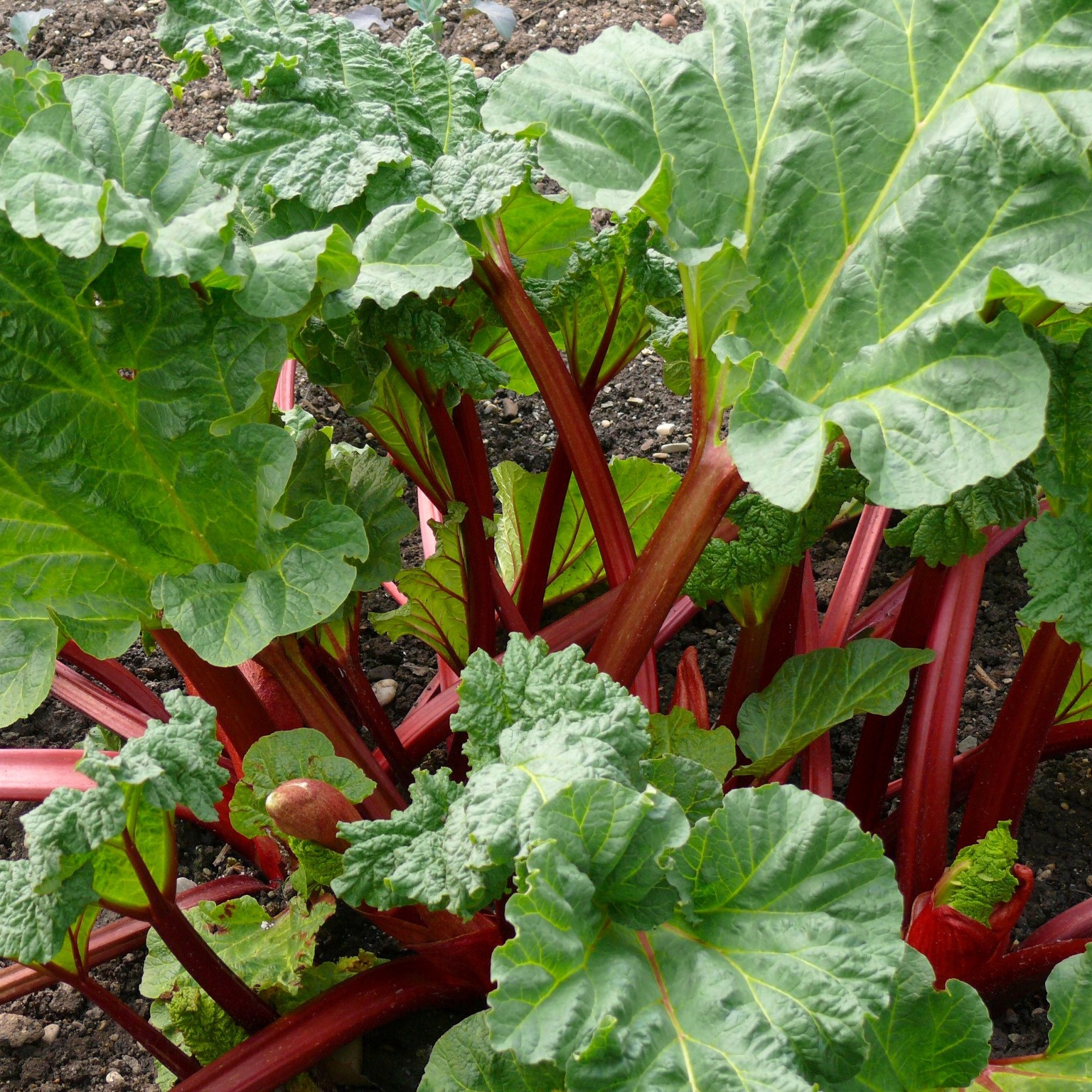 Rabarber Omnia Garden Spangsbjerg