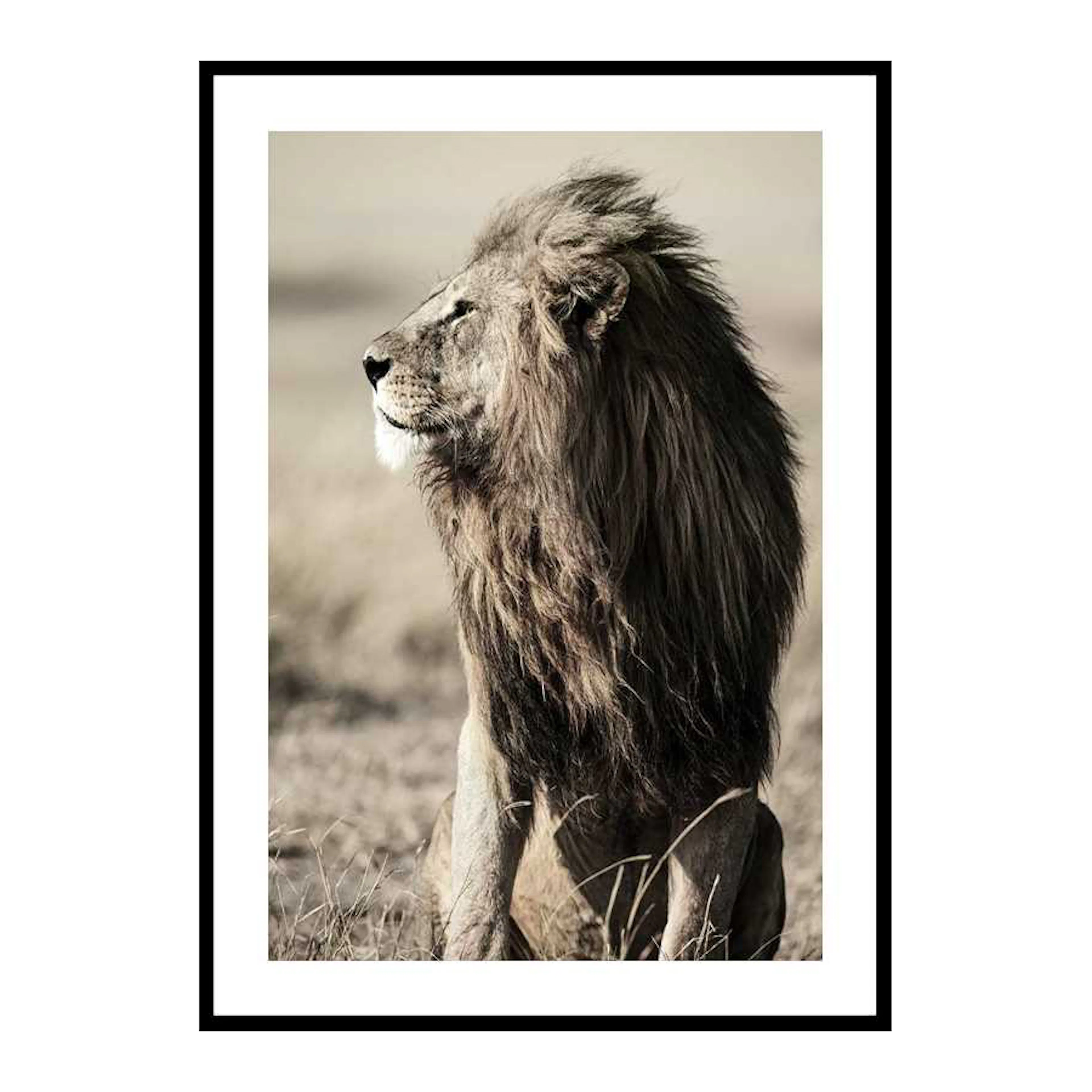 Lion In Profile 30x40 cm