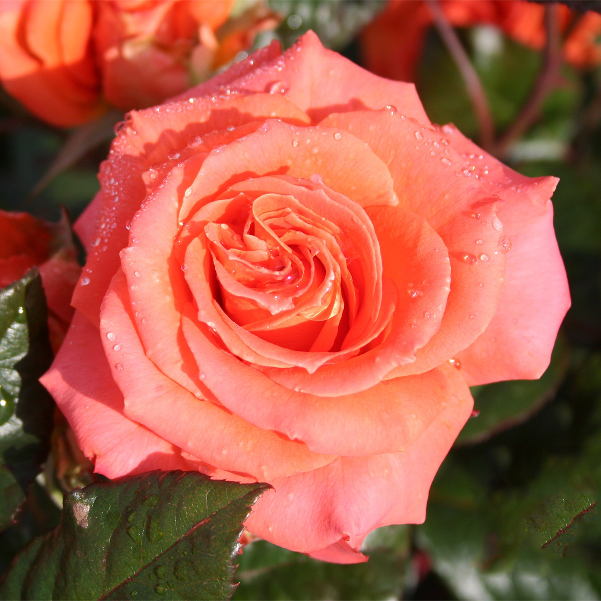 Storblommig Rabattros Omnia Garden Dronning Ingrid