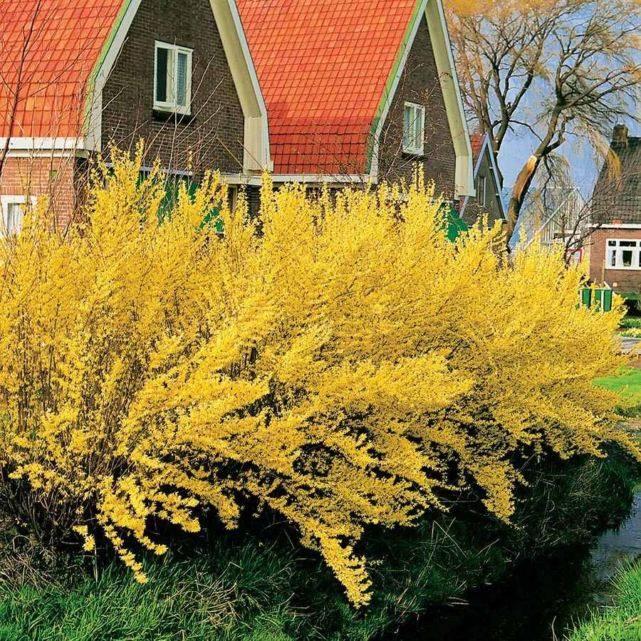 Prydnadsbuske Omnia Garden Prydnadsbuske Hybridforsythia 125-150cm