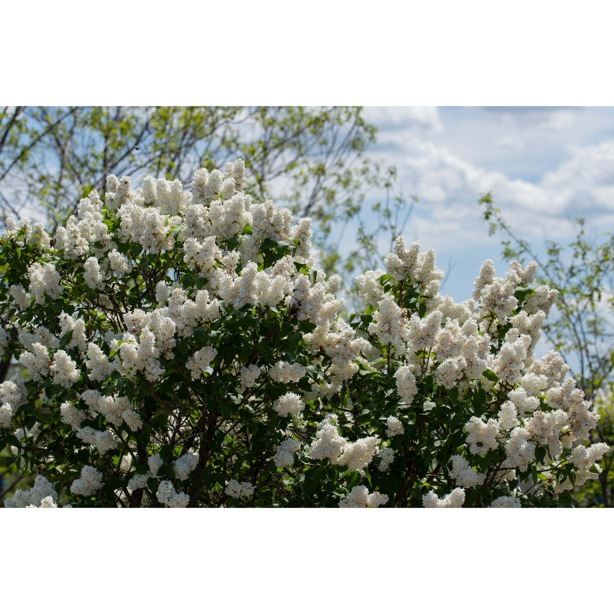 Buske Omnia Garden Syrén Vit 20-40 cm Krukodlade