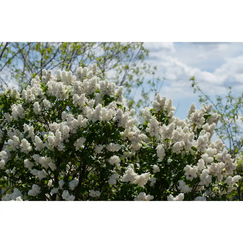 Buske Omnia Garden Syrén Vit 20-40 cm Krukodlade