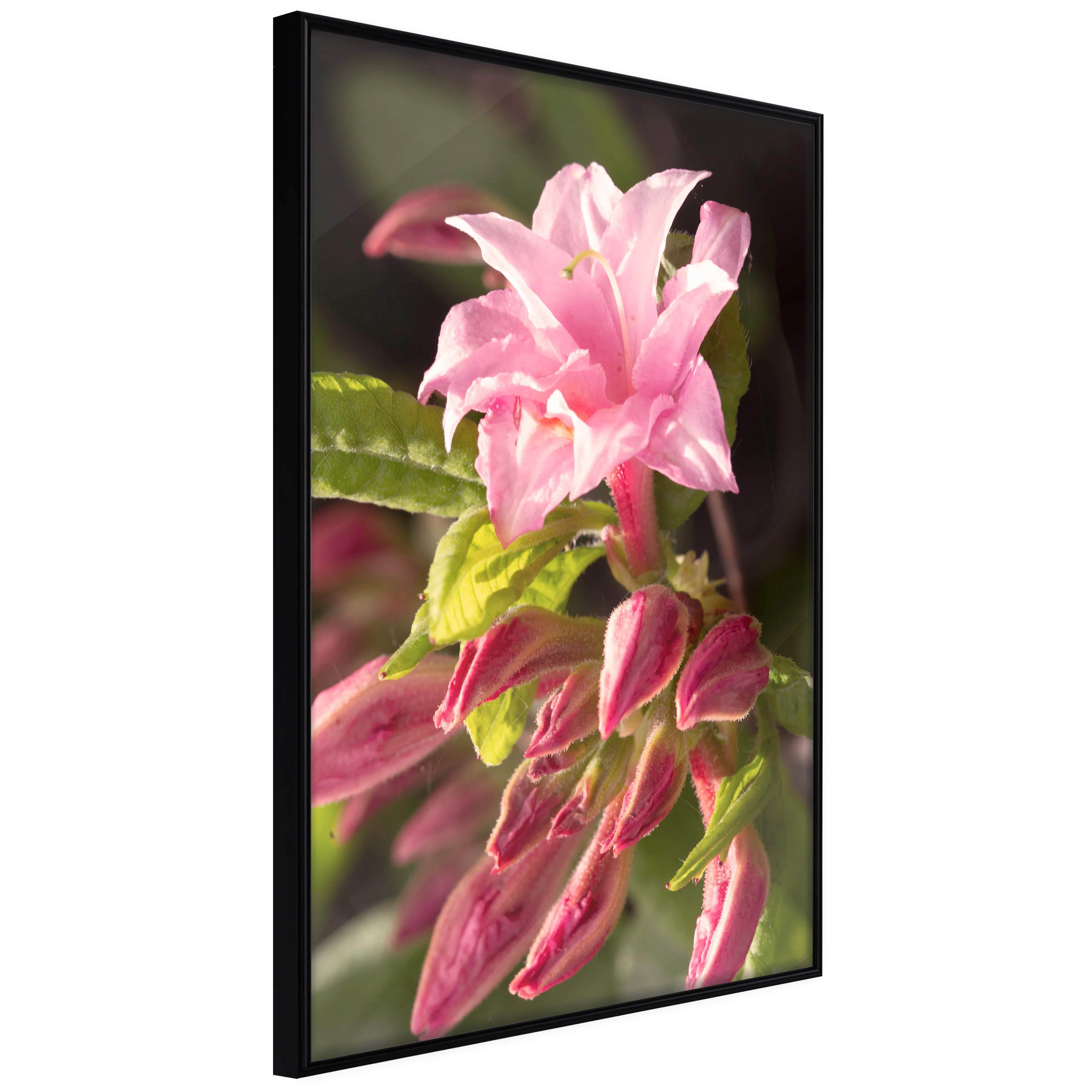Affisch - Natural Pink [Poster] 20x30 Svart ram, 20x30 cm