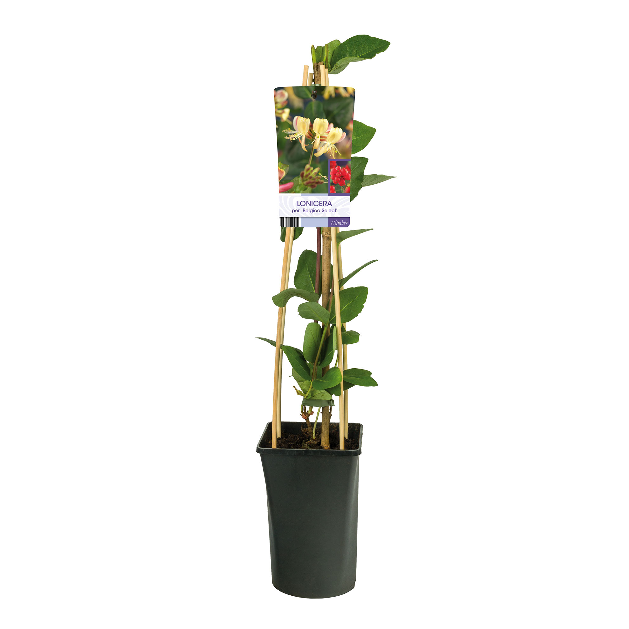 Klätterväxt Vildkaprifol Omnia Garden Svensk kaprifol Belgica Select 40-60 cm