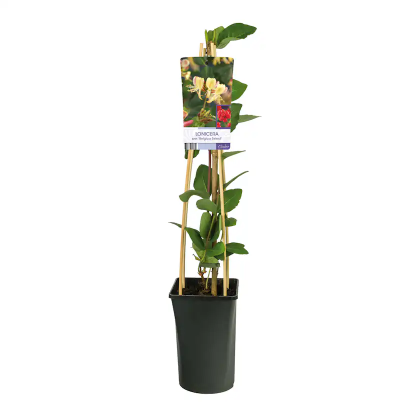 Klätterväxt Vildkaprifol Omnia Garden Svensk kaprifol Belgica Select 40-60 cm