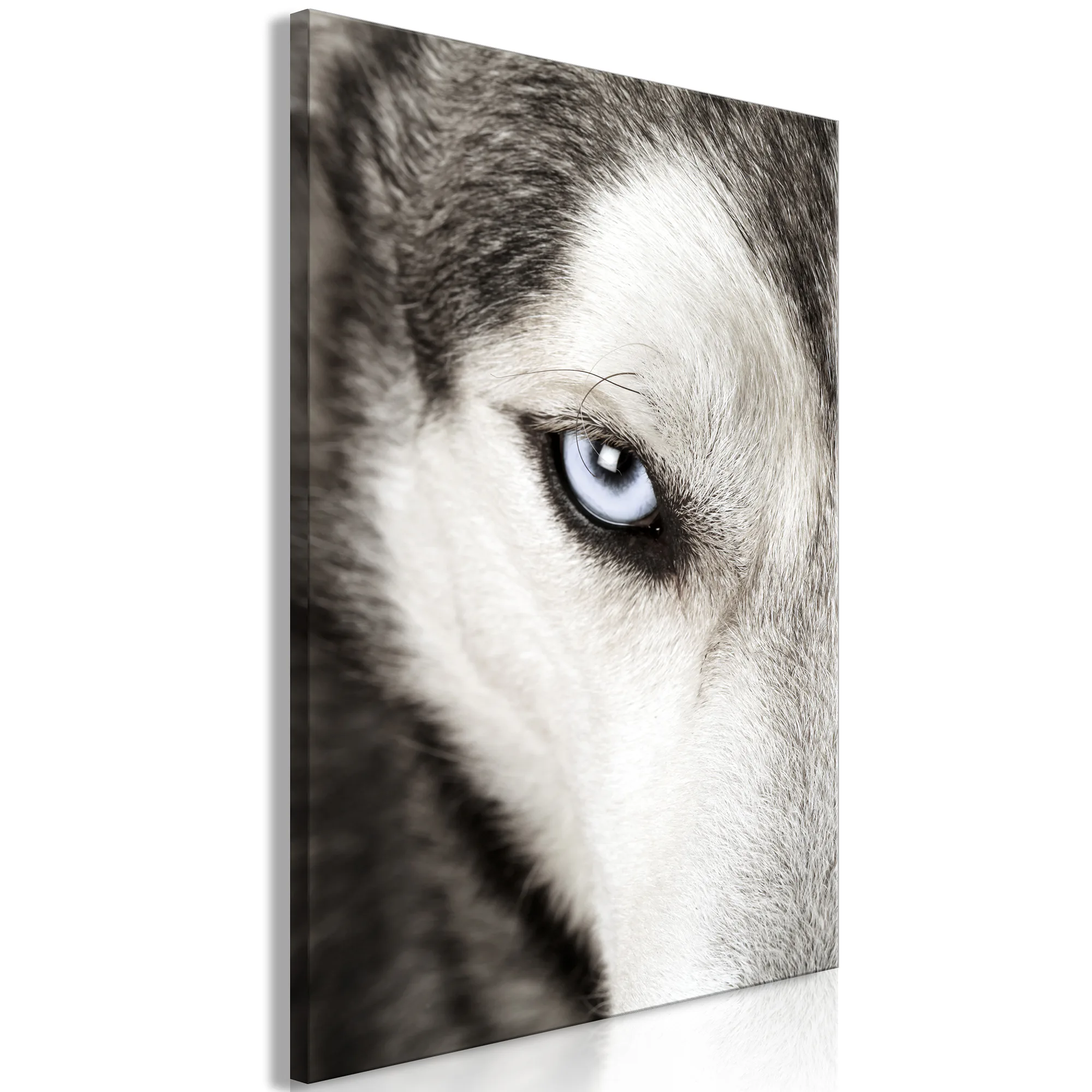 Tavla Arkiio Dog's Look