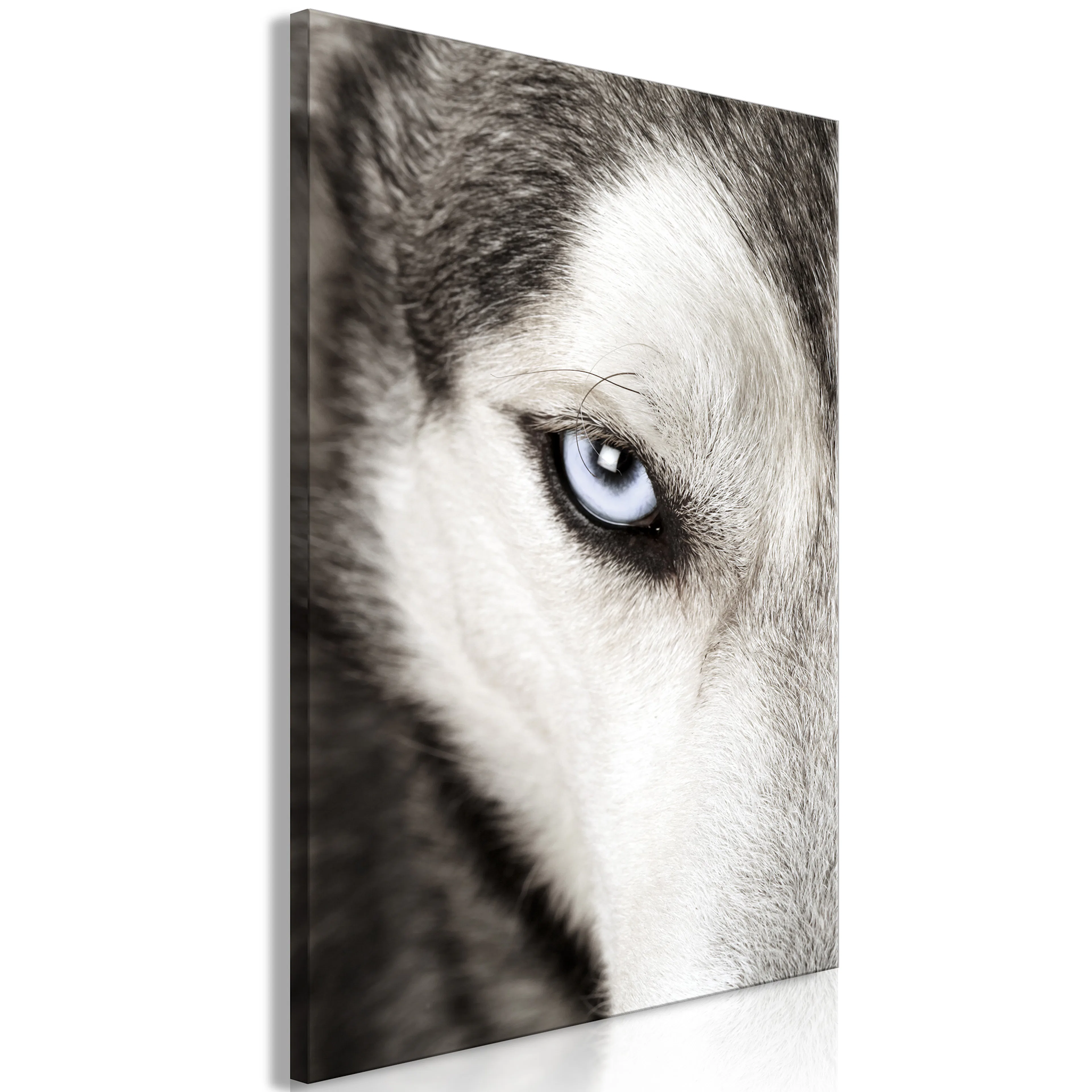 Tavla Arkiio Dog's Look