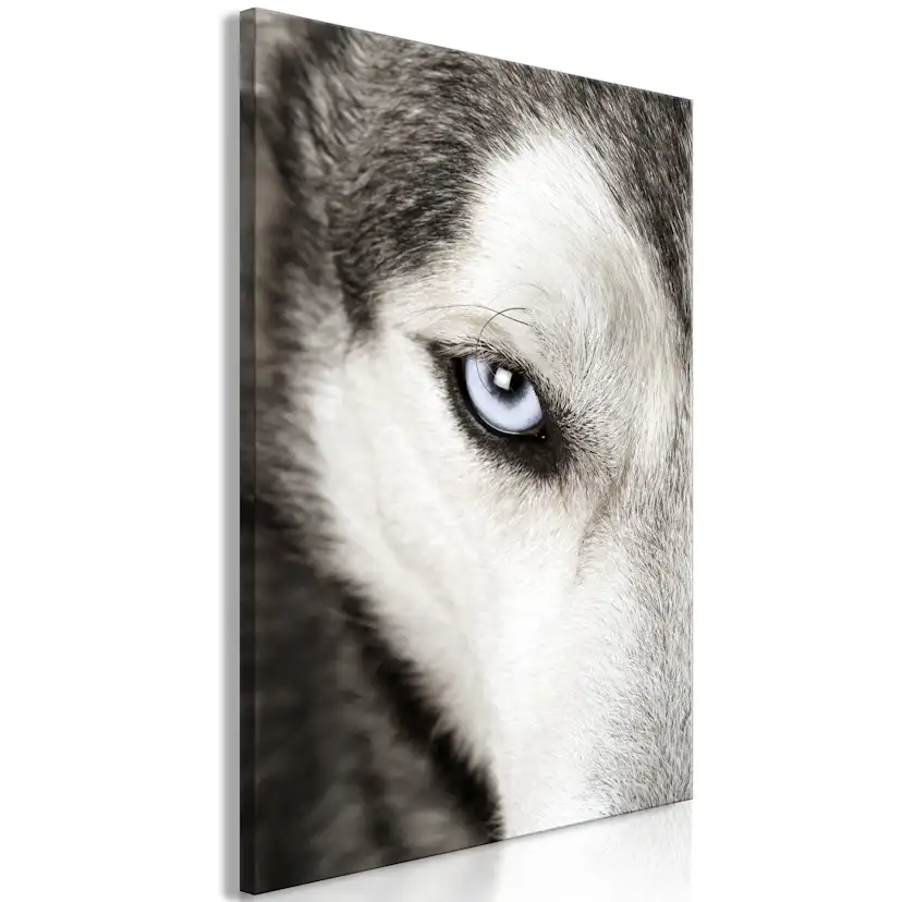 Tavla Arkiio Dog's Look
