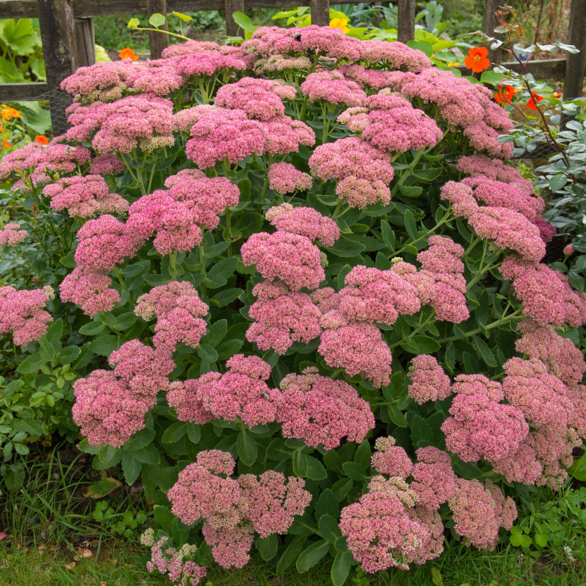 Perenn Omnia Garden Kinesisk Kärleksört Hylotelephium Spectabile Brilliant