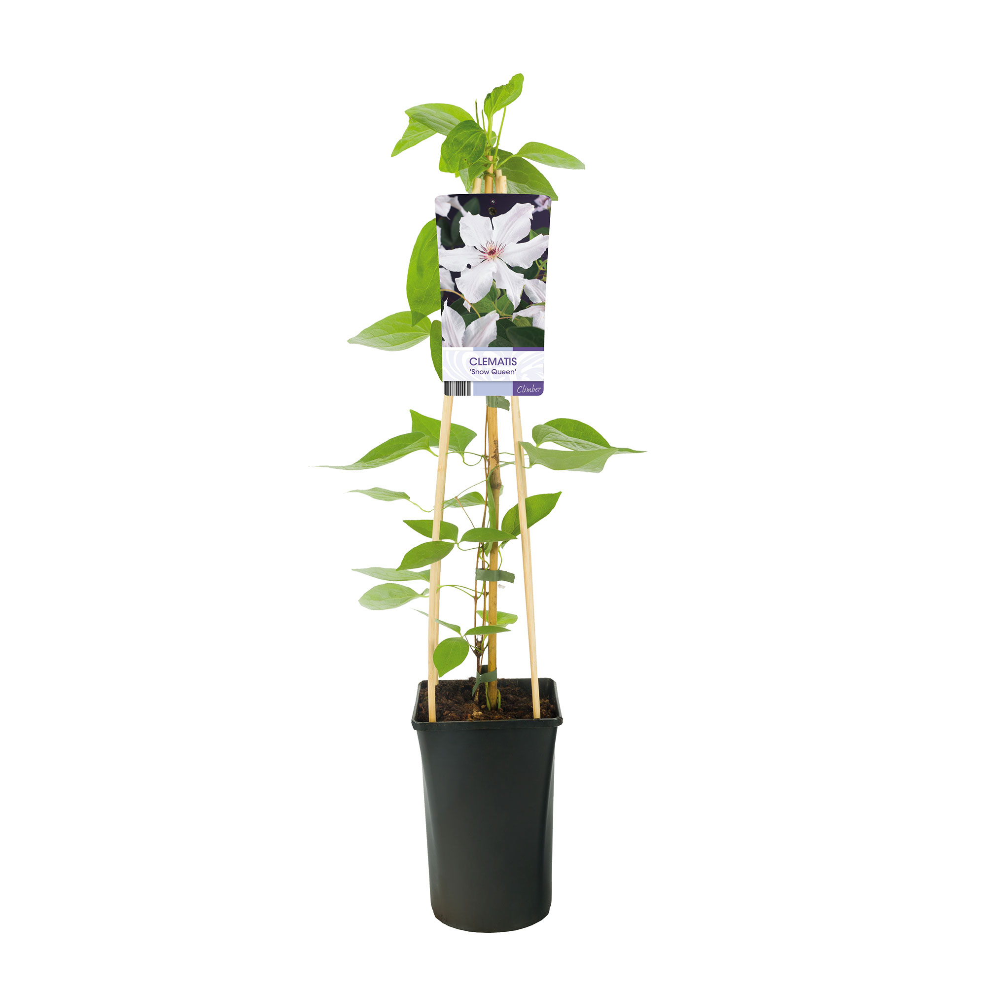 Klätterväxt Klematis Omnia Garden Snow Queen 40-60 cm
