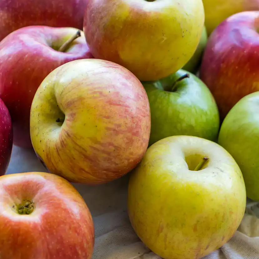 Äppelträd Omnia Garden Malus domestica inkl Uppbindningskit