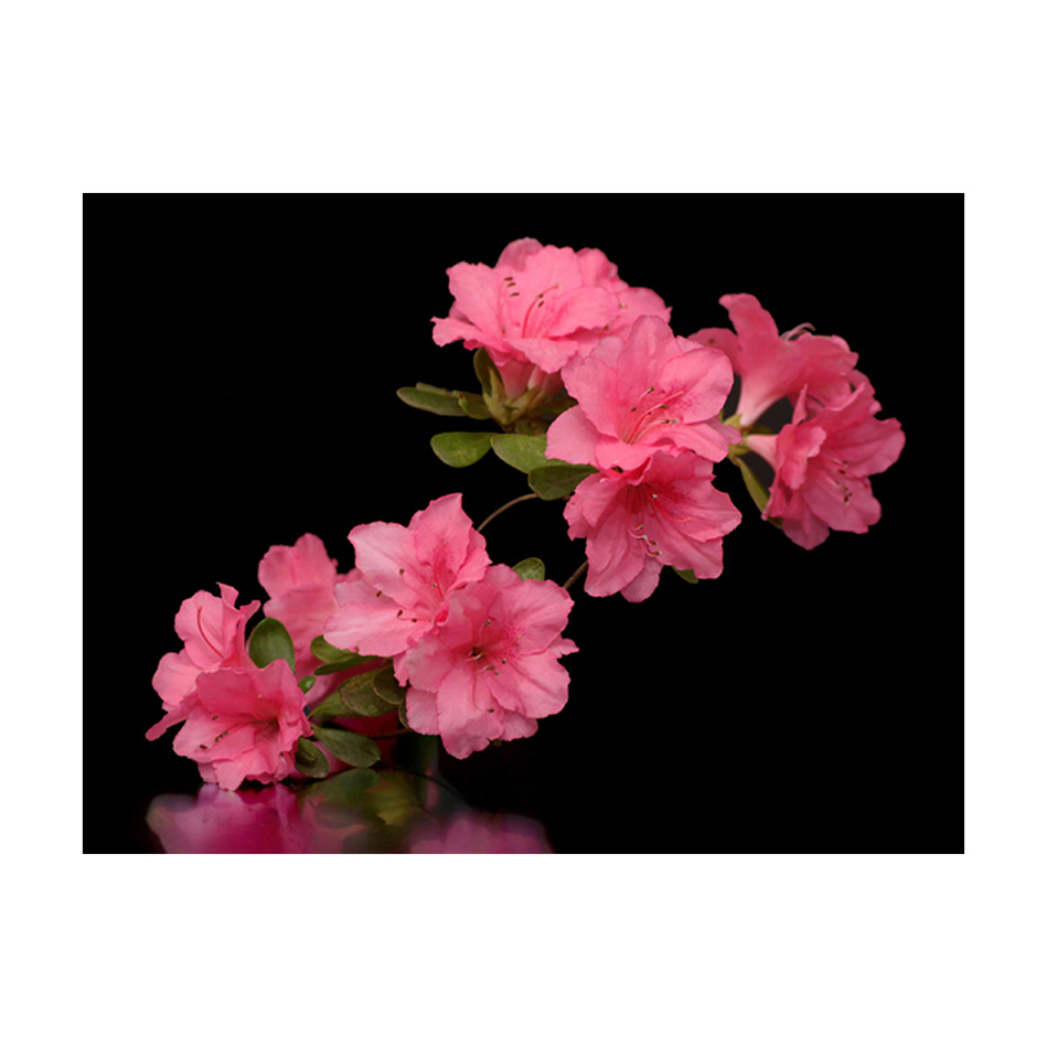 Fototapet Arkiio Azalea In Black