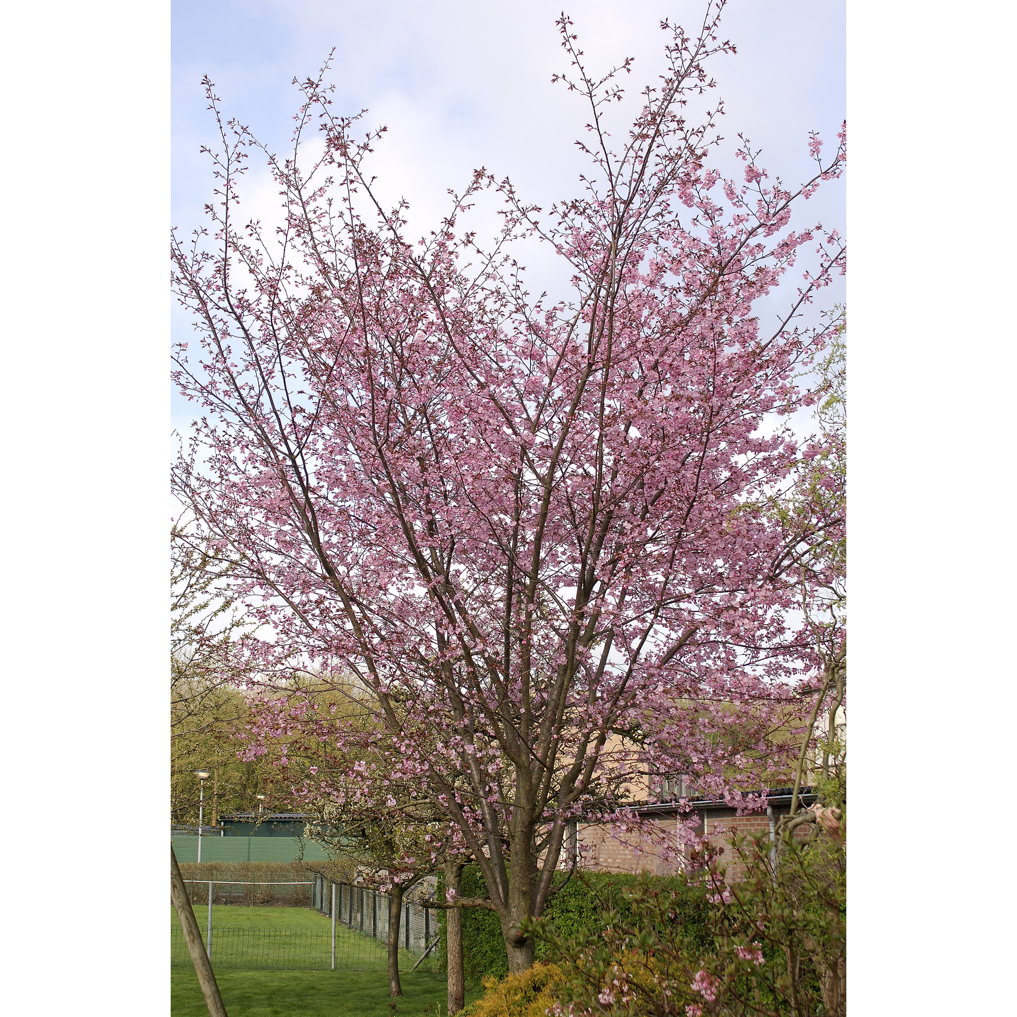 Bergkörsbär Omnia Garden Japanskt Prydnadsträd 300-400 cm, Rosa/Mörkröd Blomning, Alleträd, Högstamsträd