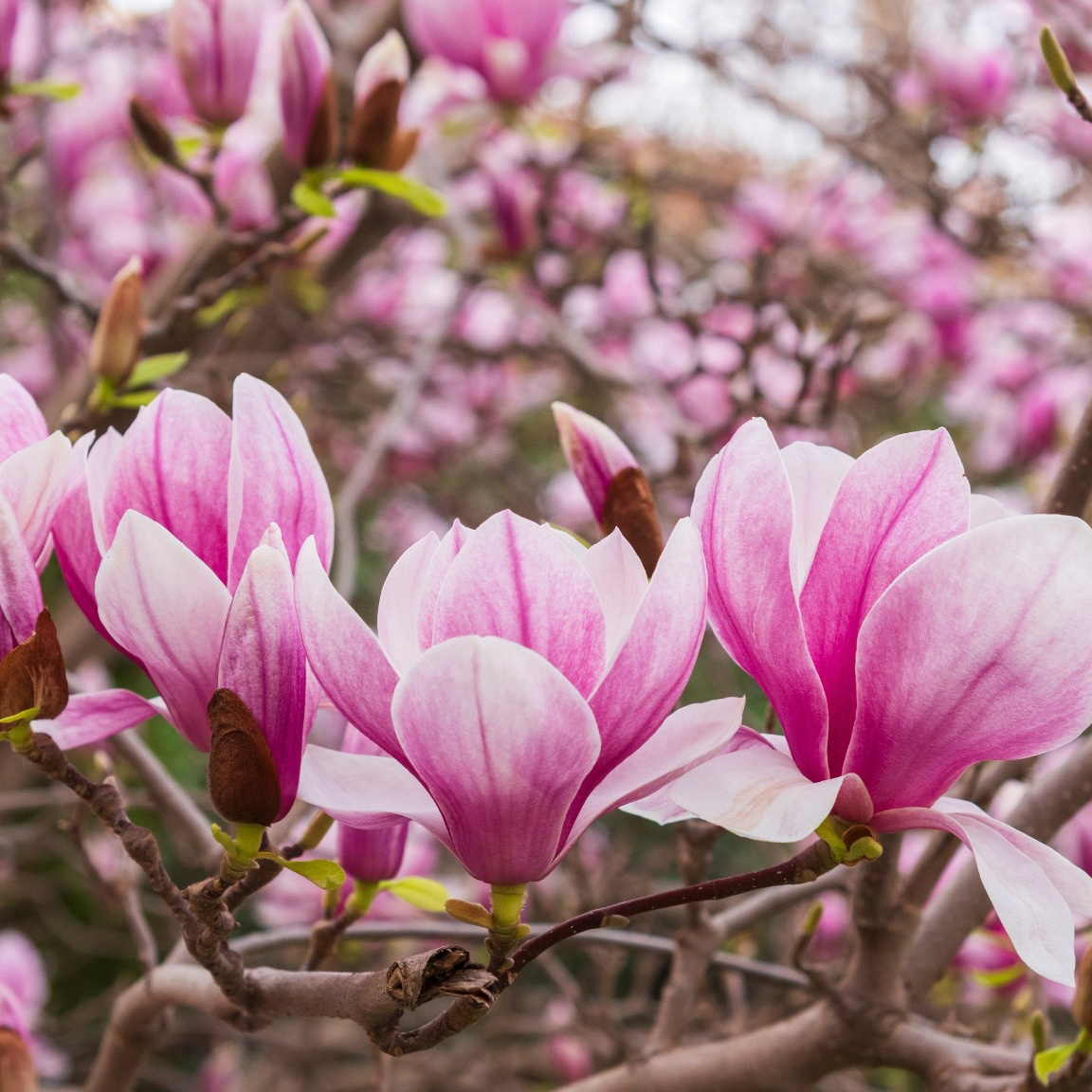 Prydnadsbuske Omnia Garden Liljemagnolia Nigra 60-80 cm