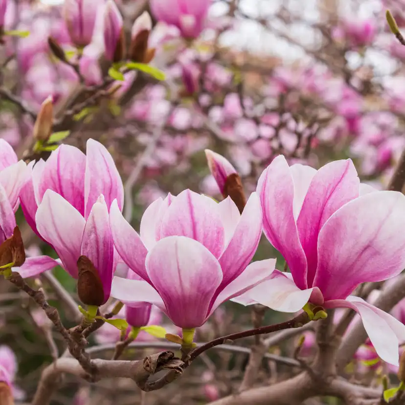 Prydnadsbuske Omnia Garden Liljemagnolia Nigra 60-80 cm