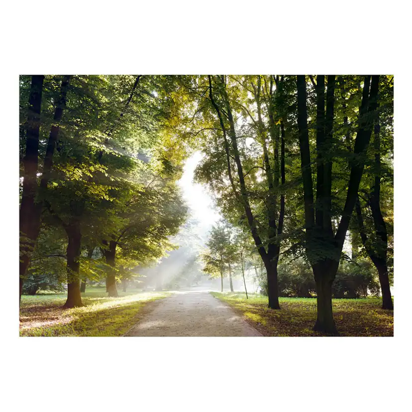 Fototapet Arkiio Självhäftande Morning Walk