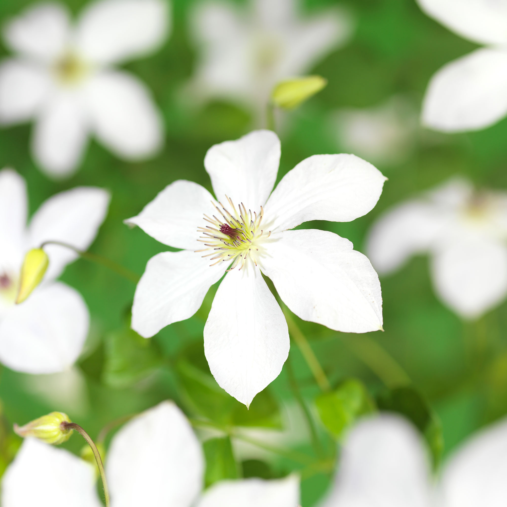 Klätterväxt Storblommig Klematis Omnia Garden Forever Friends 40-60 cm