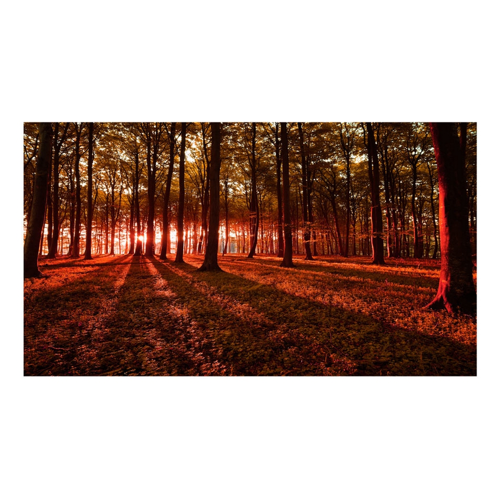 Fototapet Arkiio Självhäftande Autumn Morning II 490x280