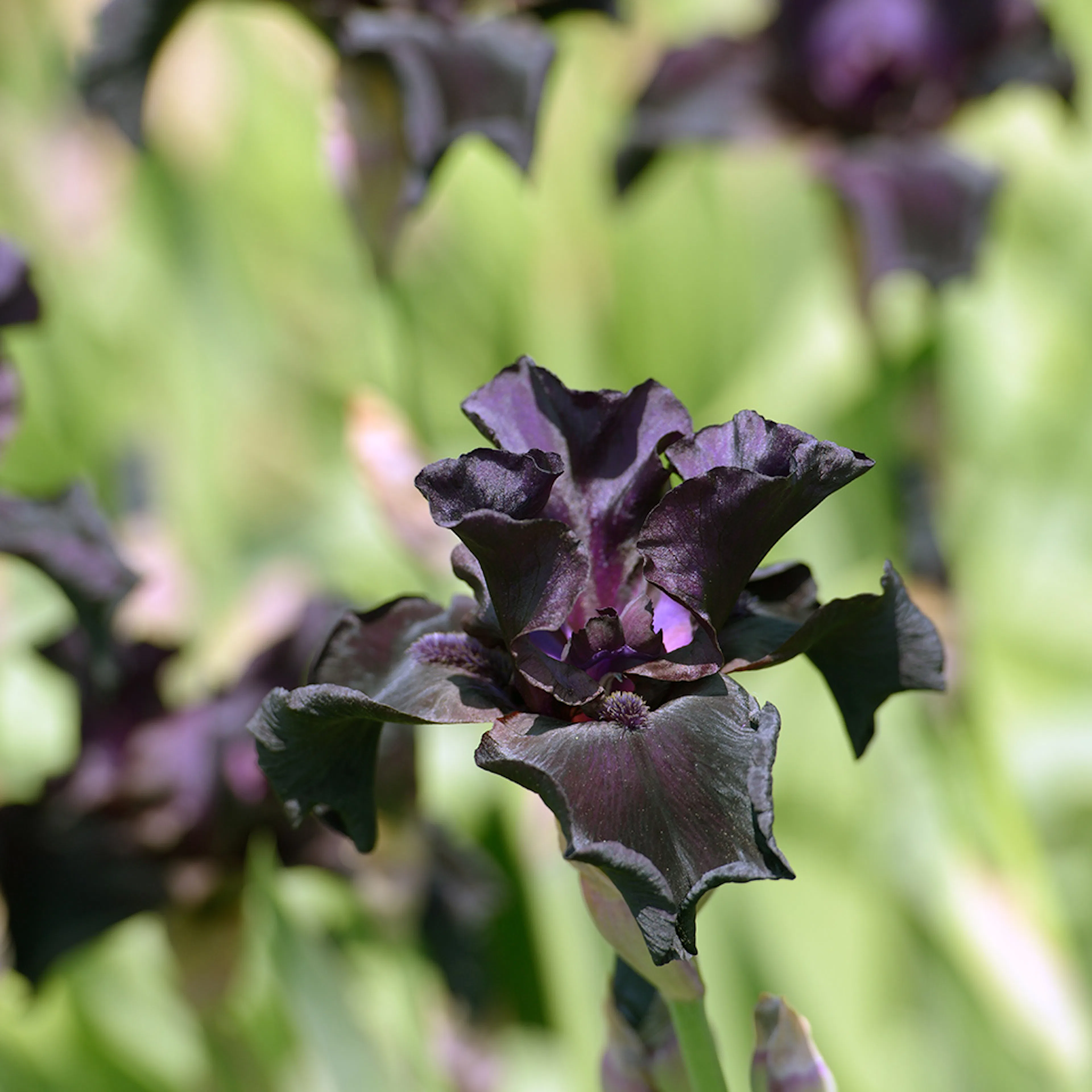 Perenn Omnia Garden Sammetsiris