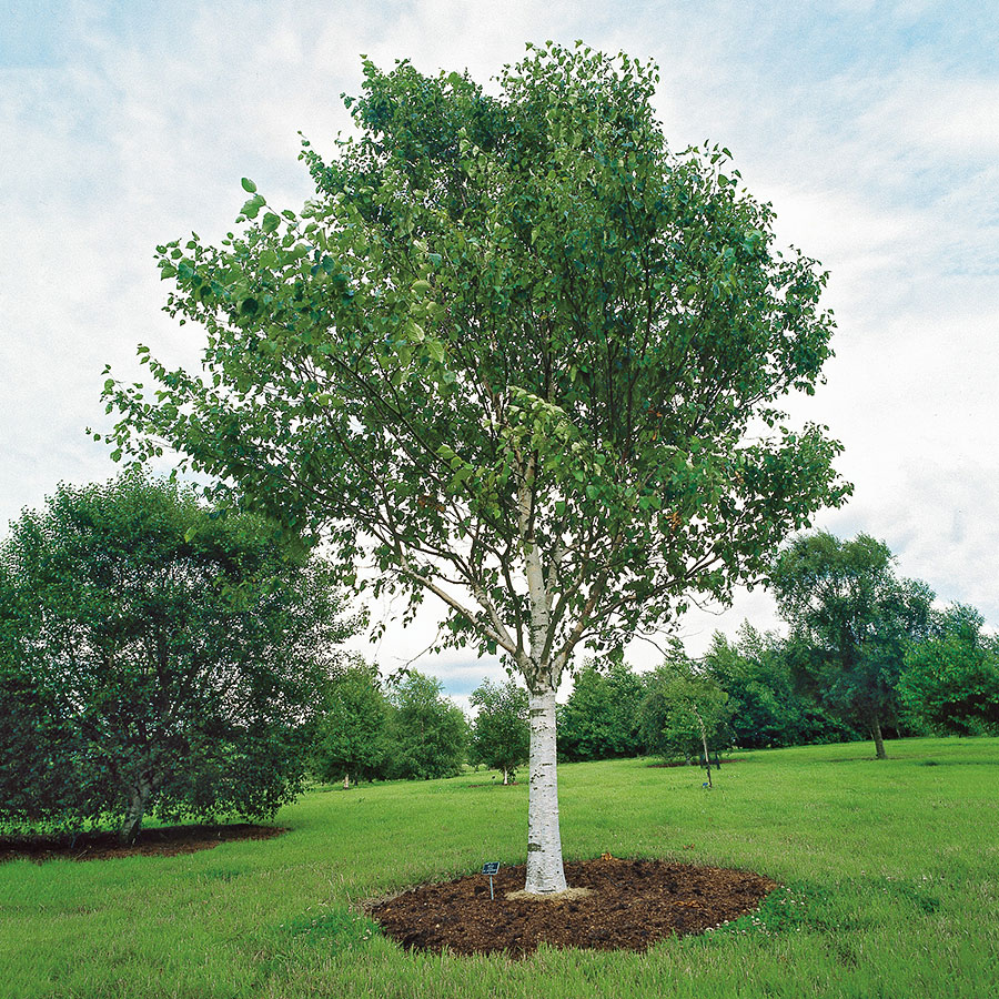 Prydnadsträd Omnia Garden Himalajabjörk, Gröna Lövverk & Gul Blomning, 150-200 cm