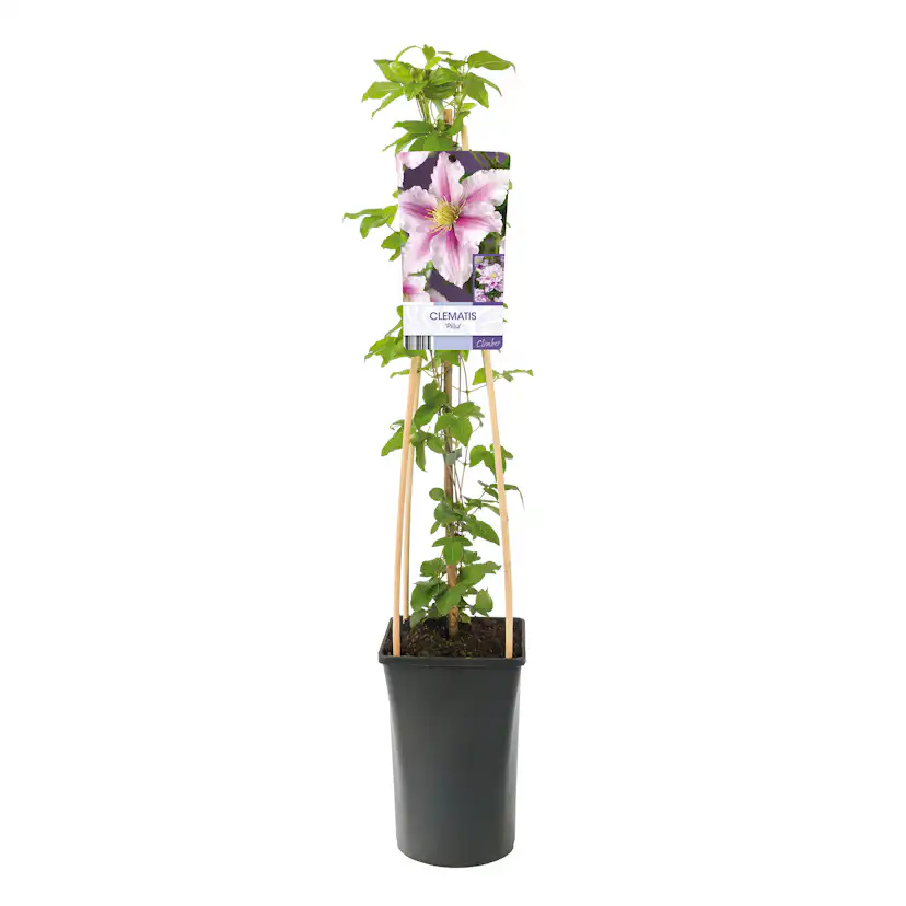 Klätterväxt Rosaröd Patens Klematis Omnia Garden 40-60 cm