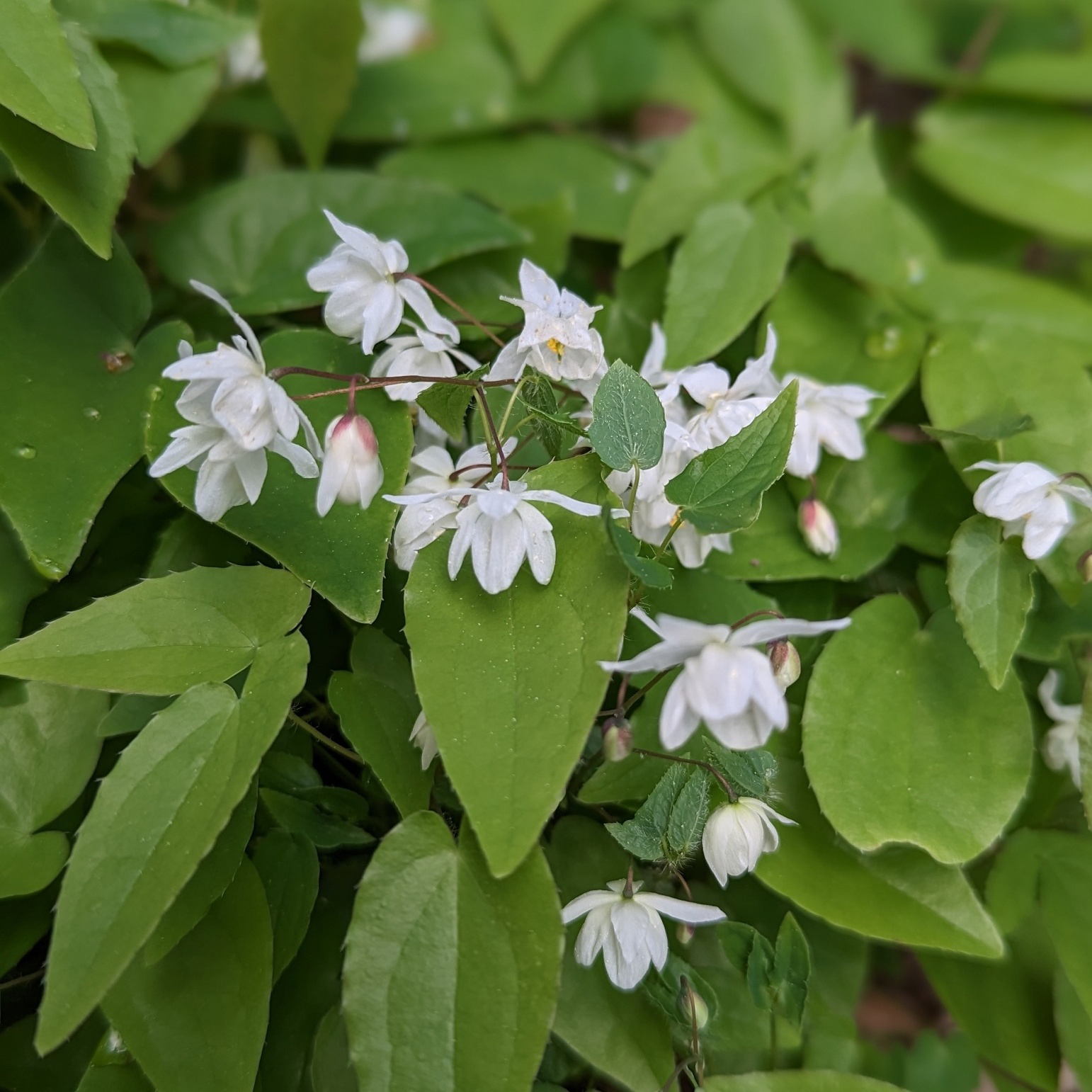 Perenn Omnia Garden Japansk Sockblomma Epimedium Grandiflorum