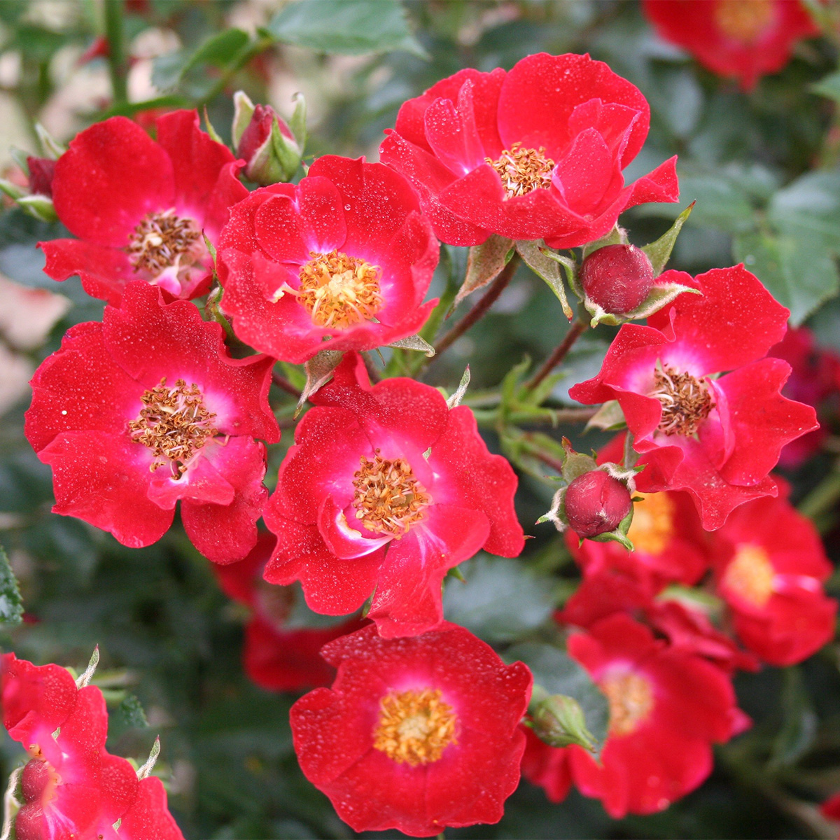 Ros Omnia Garden Marktäckande Bassino