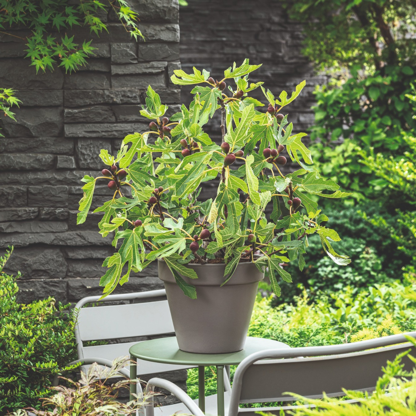 Fikonträd Omnia Garden Ficus Carica Little Miss Figgy