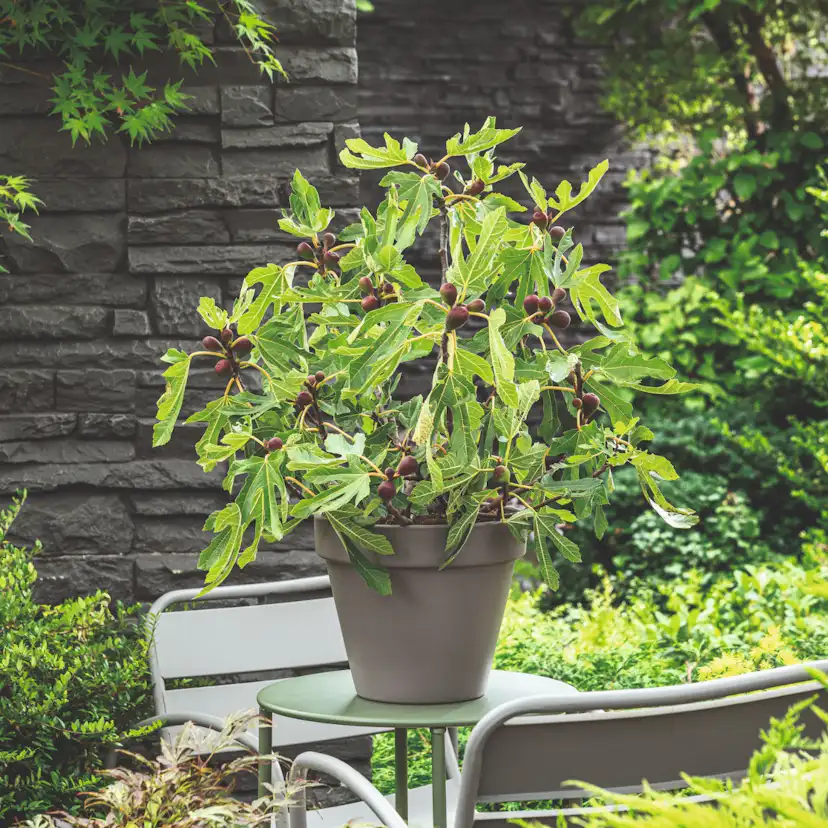 Fikonträd Omnia Garden Ficus Carica Little Miss Figgy