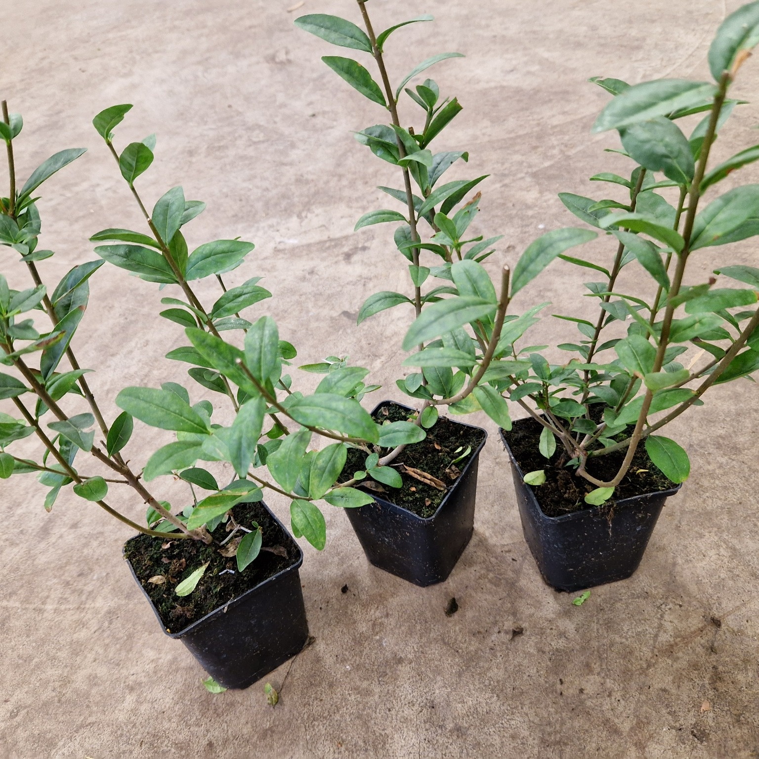 Häck Omnia Garden Liguster 30-50cm Krukodlade