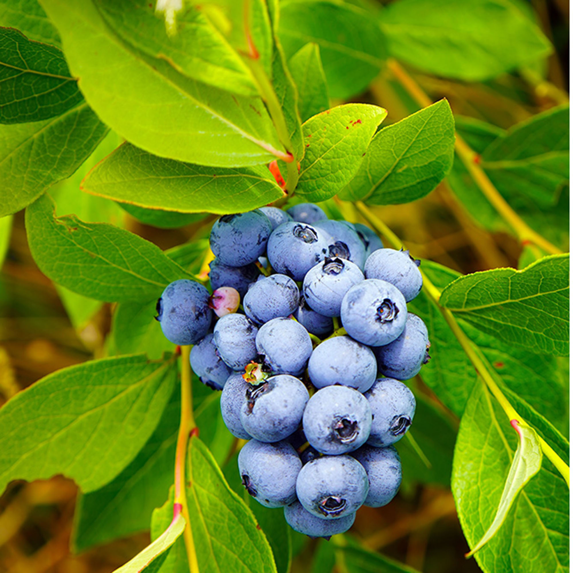 Blåbär Omnia Garden Amerikanskt Vaccinium Pelle E