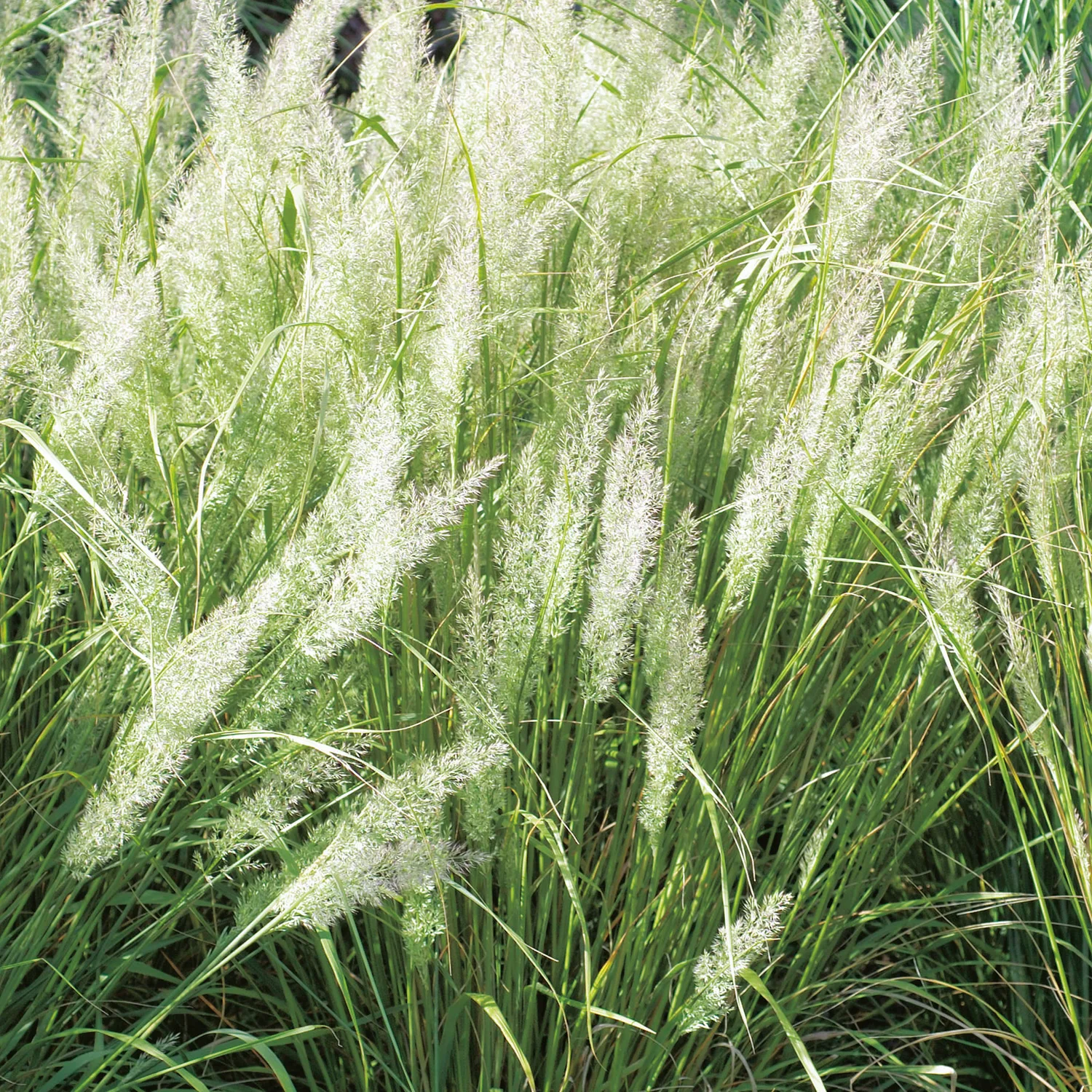 Calamagrostis brachytricha, 2 L 1-pack