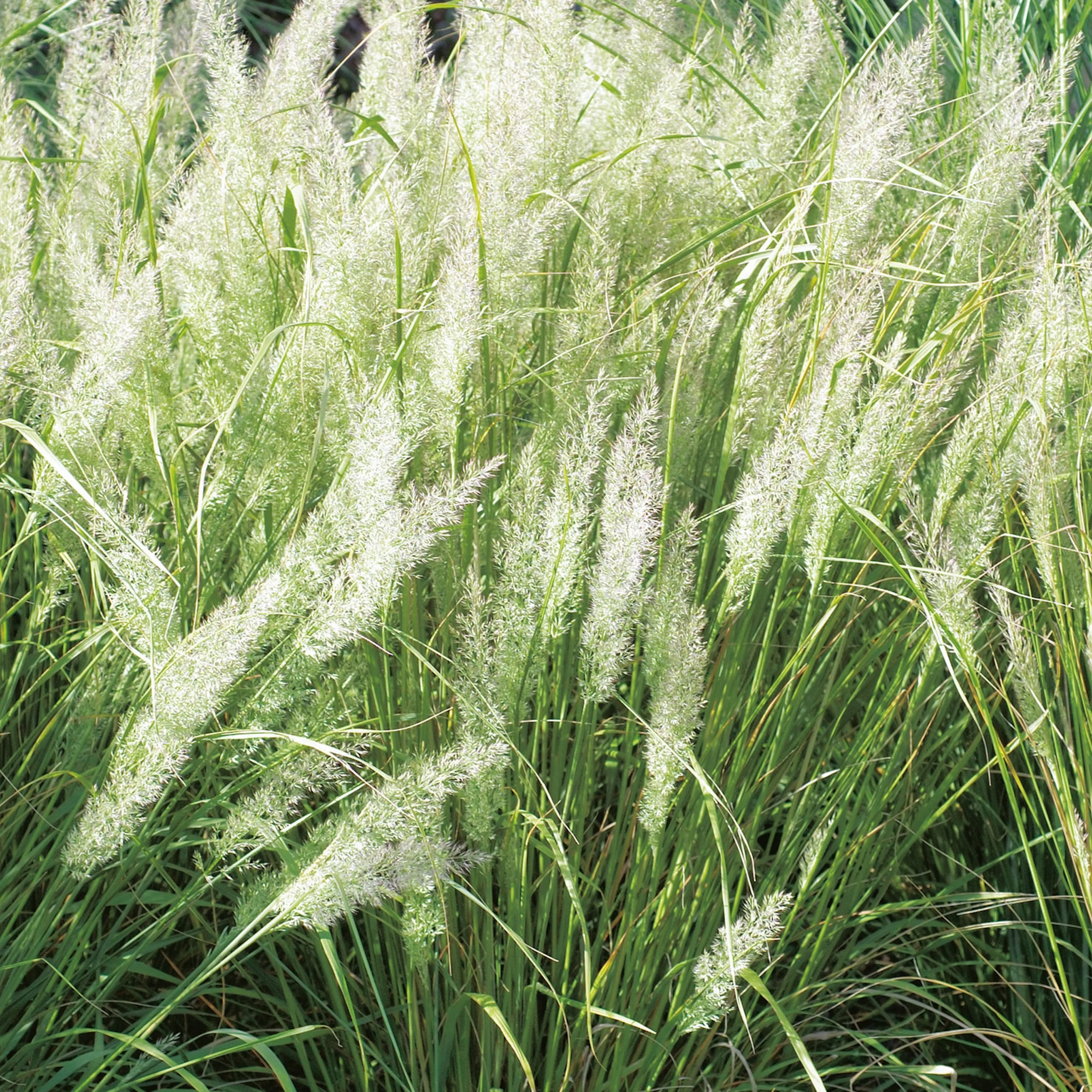 Calamagrostis brachytricha, 2 L 1-pack