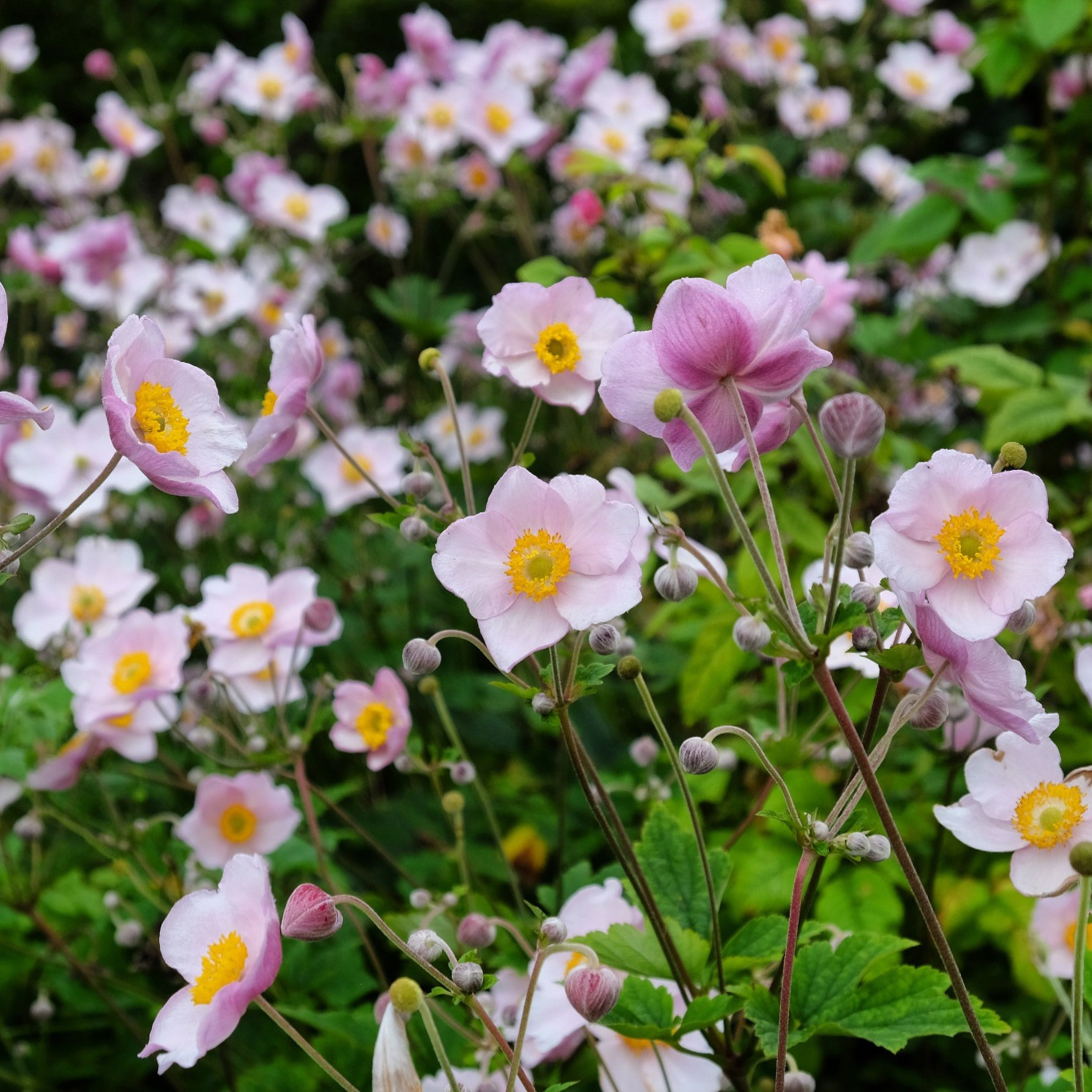Perenn Omnia Garden Perennpaket Pollinatörernas Favorit