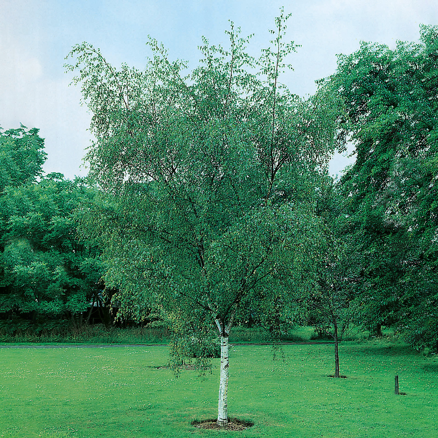 Högstamsträd Omnia Garden Vårtbjörk, Alléträd 300-400 cm för Trädgård & Utemiljö