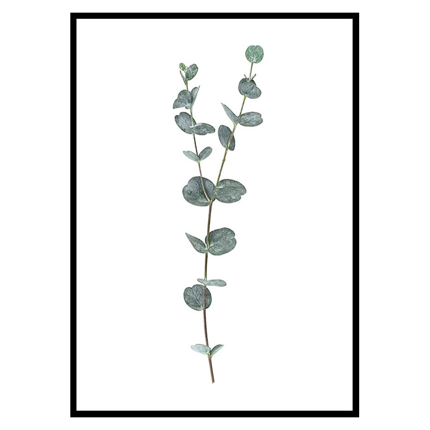 Poster Gallerix Eucalyptus No2