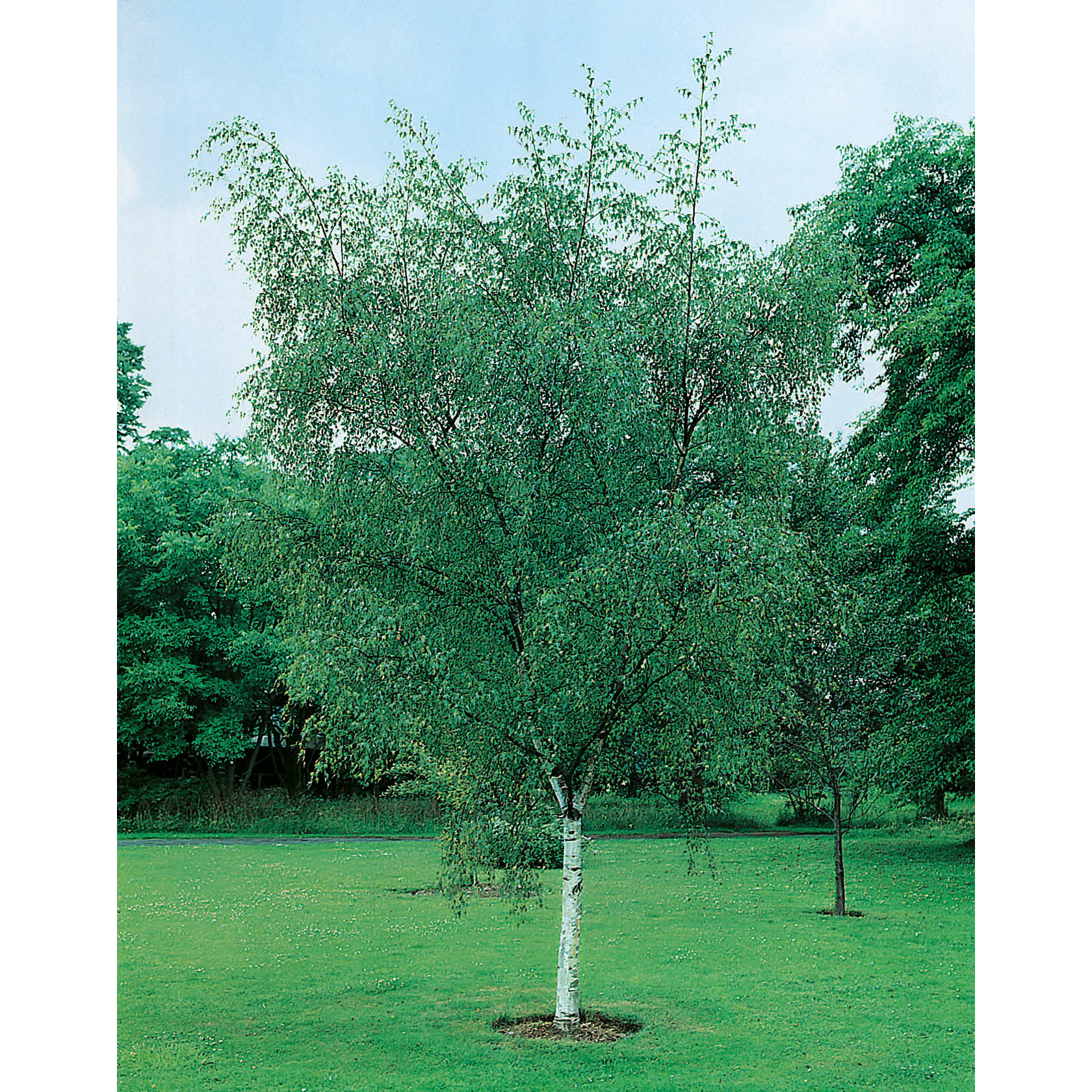 Högstamsträd Omnia Garden Vårtbjörk, Alléträd 300-400 cm för Trädgård & Utemiljö