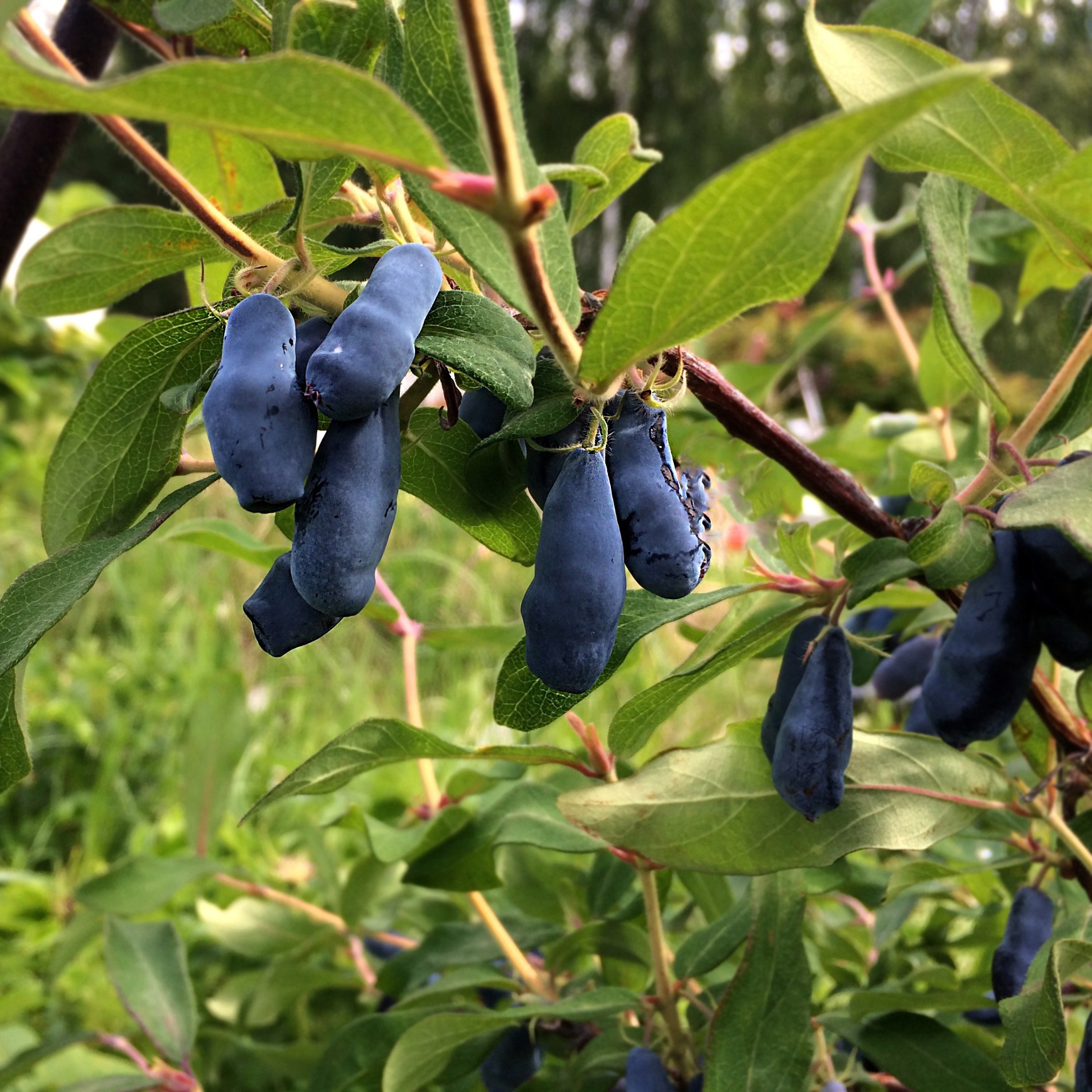 Bärbuske Omnia Garden Blåbärstry Lonicera Caerule Akamtschatica Aurora