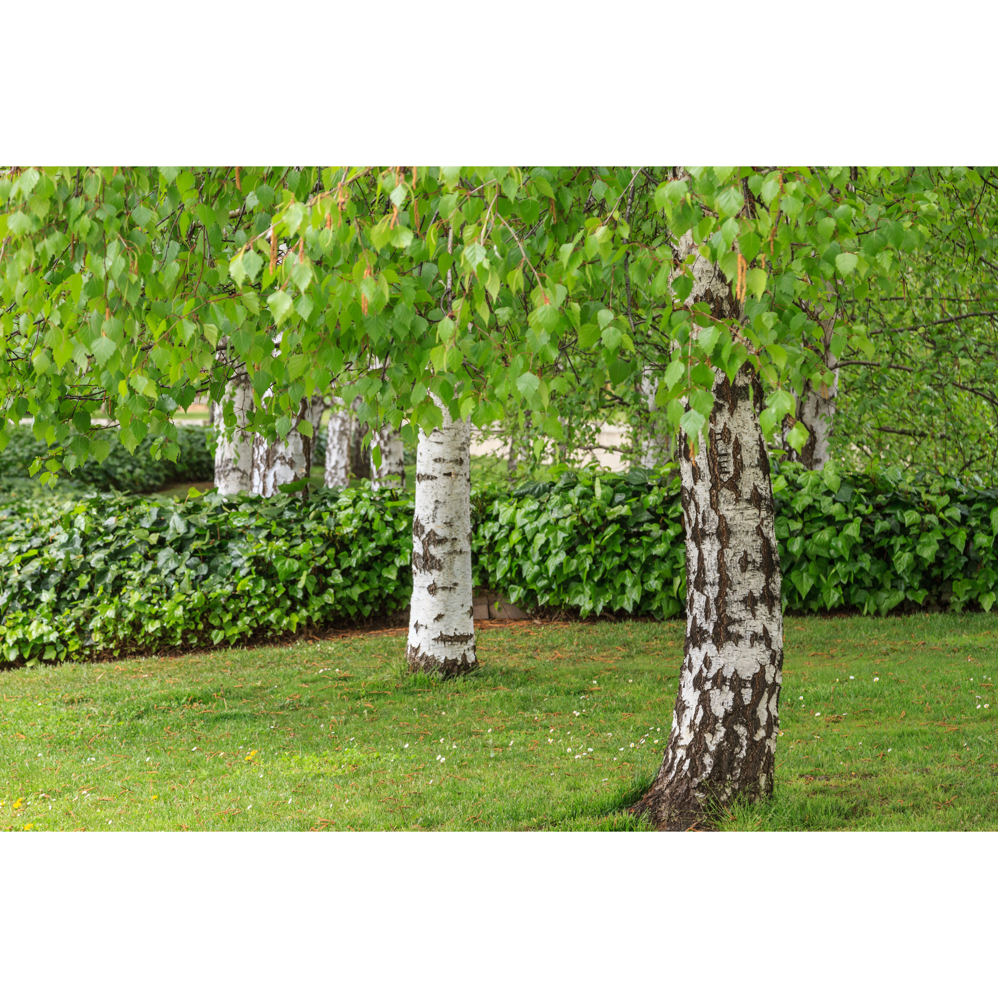 Högstamsträd Omnia Garden Vårtbjörk, Alléträd 300-400 cm för Trädgård & Utemiljö