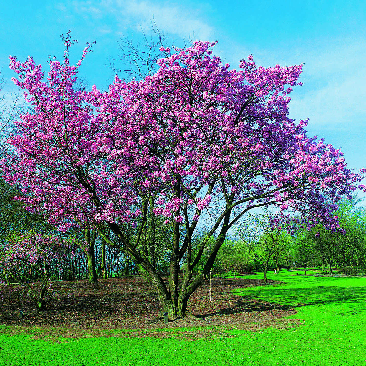 Prydnadsbuske Omnia Garden Solitär Bergkörsbär med Rosa Blomning & Grönt Lövverk, 150-200cm