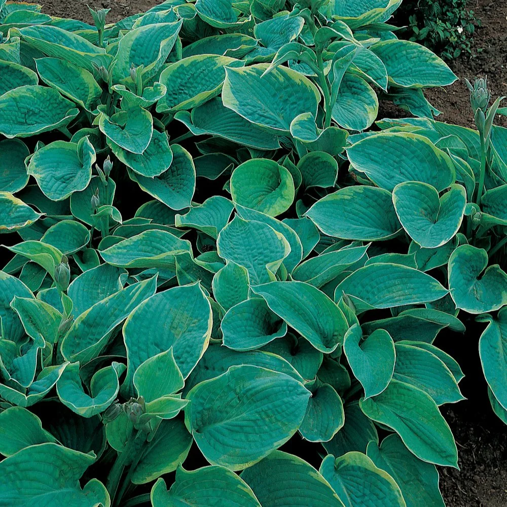 Blomsterfunkia Omnia Garden Daggfunkia Sieboldiana Frances Williams