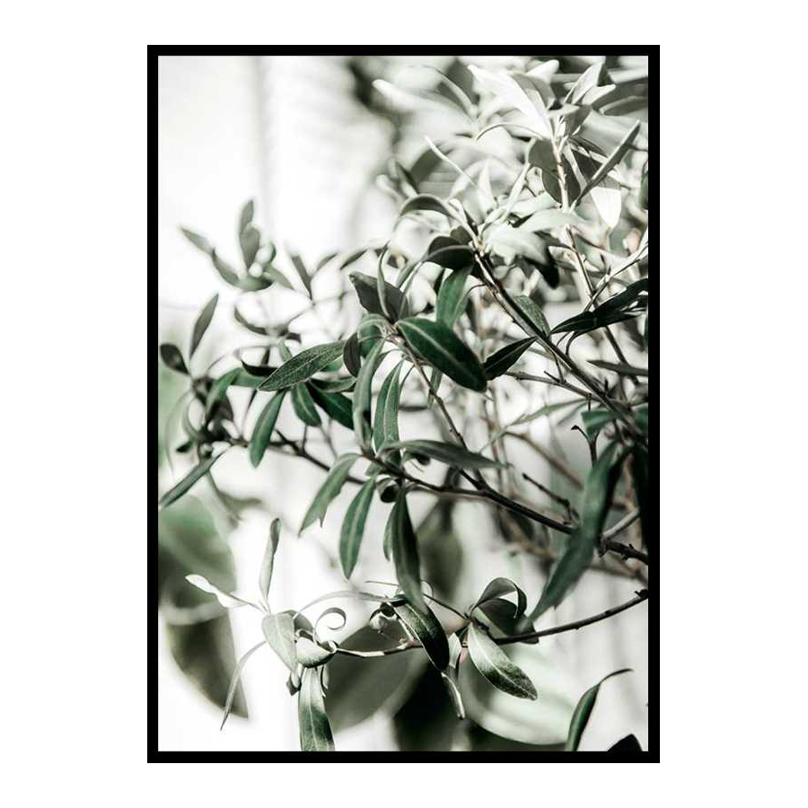 Poster Gallerix Olive Tree
