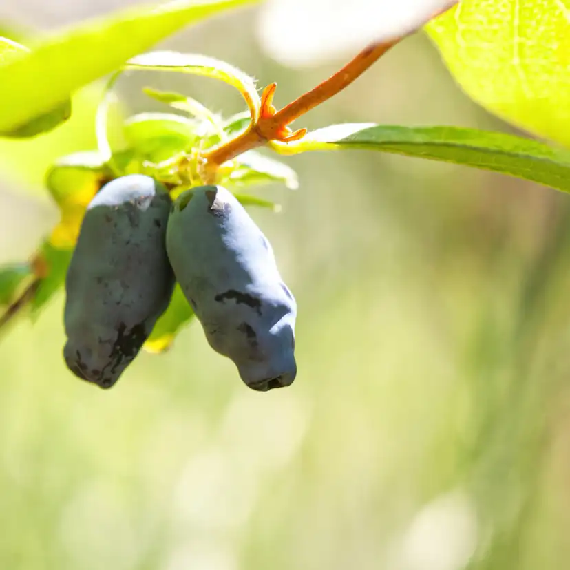 Bärbuske Omnia Garden Blåbärstry Lonicera Caerule Akamtschatica Aurora