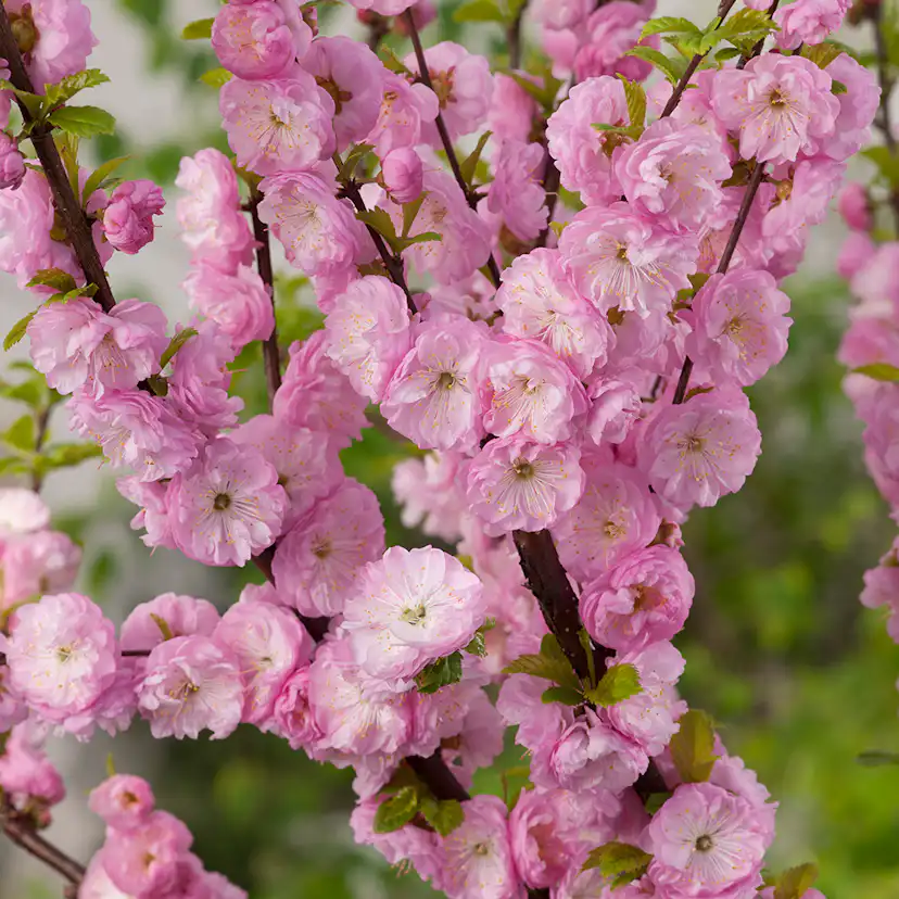 Prydnadsträd Rosenmandel Omnia Garden Rosa Blomning 100-120 cm med Grönt Lövverk
