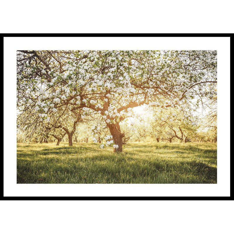 Poster Gallerix Blossom Meadow