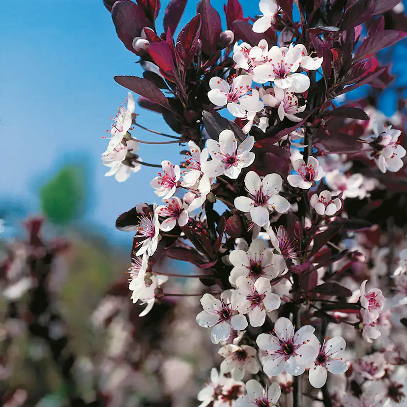Prydnadsträd Omnia Garden Svartplommon, Rött Lövverk & Vit Blomning, 80-90 cm