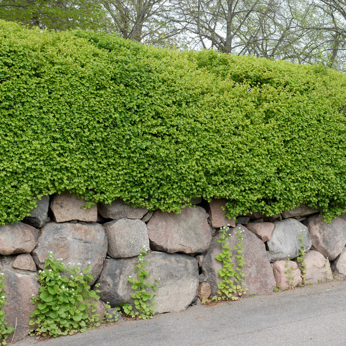 Häck Omnia Garden Måbär 40-60 cm