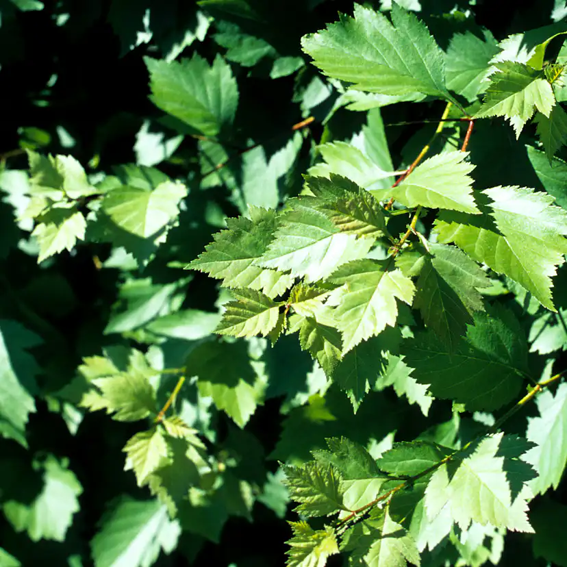 Häckhagtorn Omnia Garden Crataegus Grayana 20-40cm
